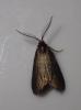 Proutia betulina